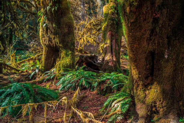 istock Ancient Forest, Hoh Rain Forest in Olympic National Park 1189914670