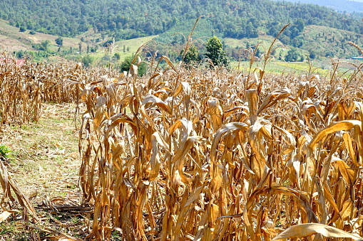 Corn plantation dry and withered