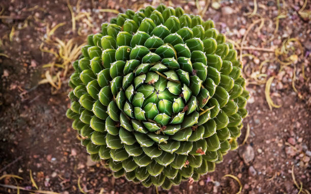 istock Aloe polyphylla in the Desert Botanical Garden 1189914908