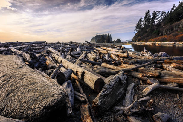 Driftwood Piles at Ruby Beach Driftwood Piles, Ruby Beach in Olympic National Park Washington 