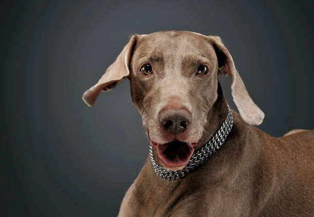 portret uroczego psa weimaraner patrząc z ciekawością na kamerę - weimaraner dog animal domestic animals zdjęcia i obrazy z banku zdjęć