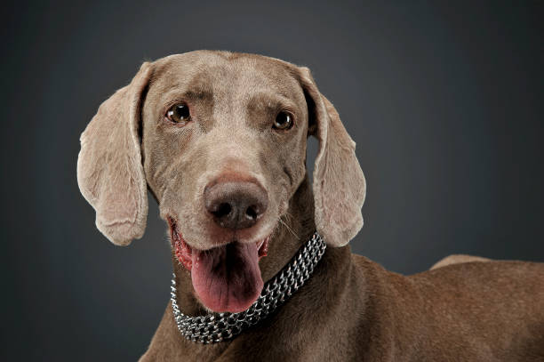 retrato de um cão adorável de weimaraner que olha curiosa na câmera - weimaraner dog animal domestic animals - fotografias e filmes do acervo