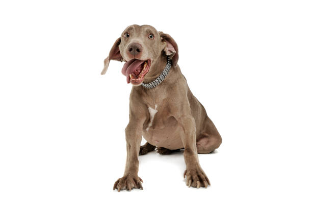 studio strzał z adorable weimaraner pies siedzi i wygląda zabawnie z wiszącym językiem - weimaraner dog animal domestic animals zdjęcia i obrazy z banku zdjęć