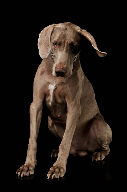 studio strzał z uroczą weimaraner psa siedzi i patrząc w dół smutno - weimaraner dog animal domestic animals zdjęcia i obrazy z banku zdjęć