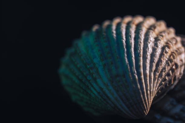istock Close up Beautiful seashells on a black background texture. Macro photography view. 1189916895
