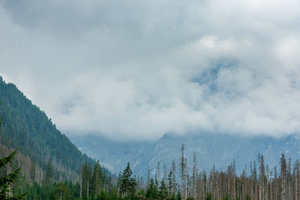 istock Trees, clouds and mountains. Tatra Mountains Poland 1189917115