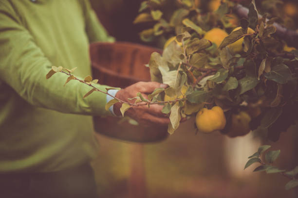 istock Close up senior's hand picking quince 1189918330