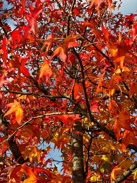 istock Park with Autumn colors 1189919475