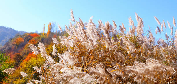 istock Sunlight Mountains Reed Autumn Blue Sky 1189921322