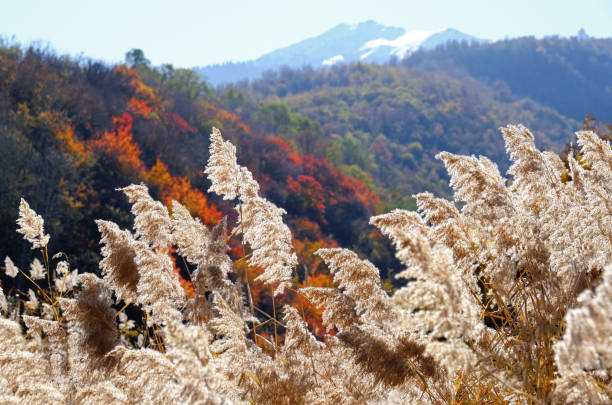 istock Reed Autumn Mountains Blue Sky 1189921358