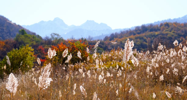 istock Reed Autumn Mountains Blue Sky 1189921437