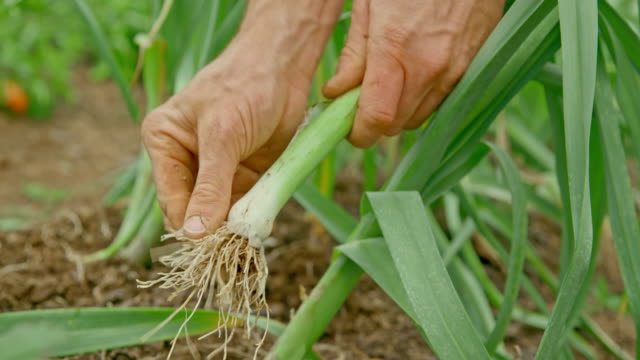 Male hands picking leek in the garden and cleaning it