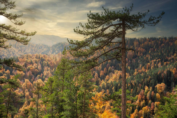 istock Forest Colours at Autumn 1189923098