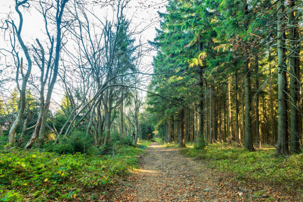 istock Hiking trail through coniferous forest in autumn. 1189924087