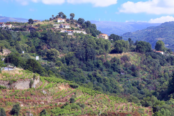 istock Terraced vineyard on banks of River Douro 1189924526