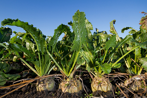 Close-up of Sugar beet, growing on a field under a blue sky.