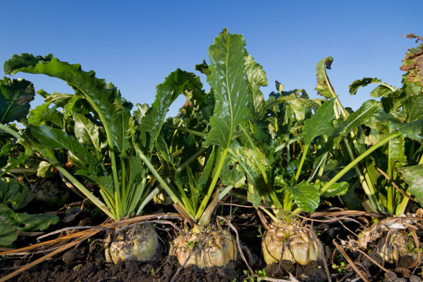 Sugar beet on field Close-up of Sugar beet, growing on a field under a blue sky. beta vulgaris stock pictures, royalty-free photos & images