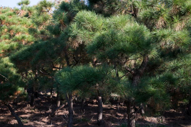 istock Yeoju's Sick Pine Forest in November 1189925759