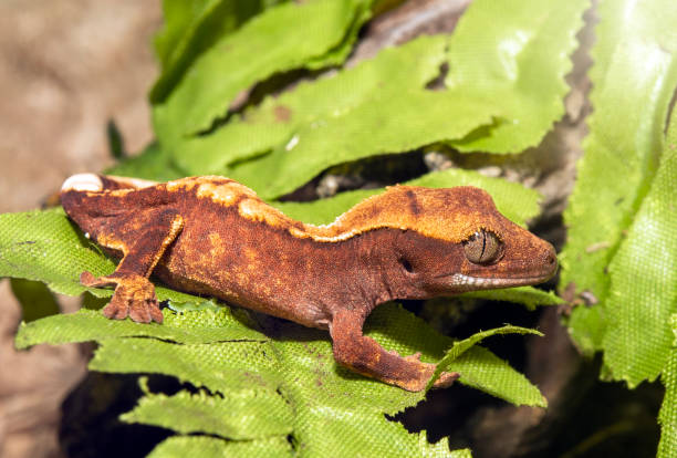 istock Baby crested gecko,corephulus ciliatus 1189926544
