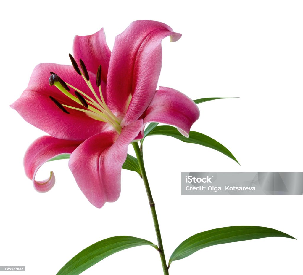 Lily Single Pink Flower With Stamens Leaves And Stem Isolated On ...
