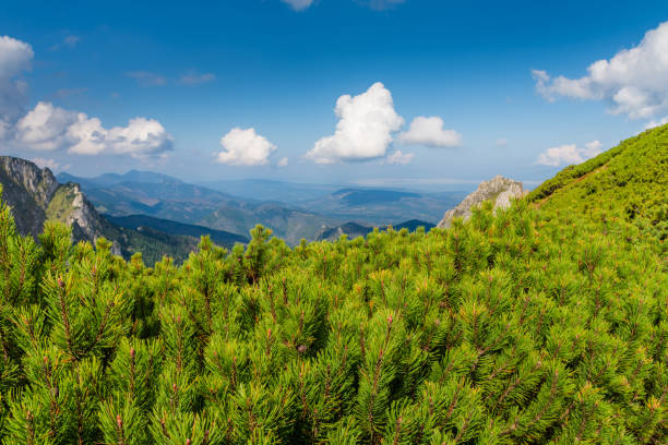 Polish Tatras mountains. Beautiful clouds. Mountain pine in the foreground.