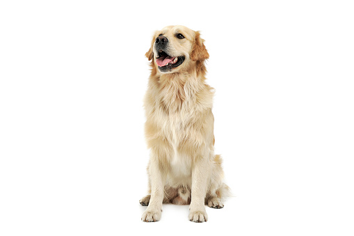 Studio shot of an adorable Golden retriever sitting and looking satisfied - isolated on white background.