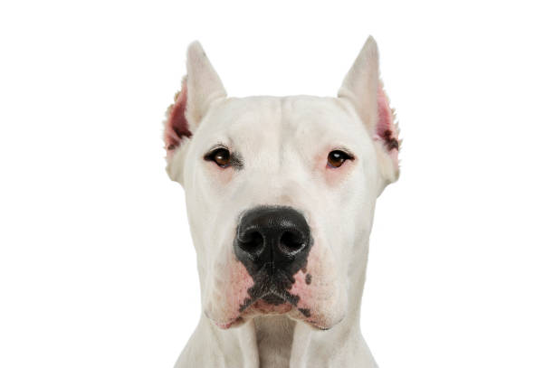 Portrait of an adorable Dogo Argentino looking curiously at the camera Portrait of an adorable Dogo Argentino looking curiously at the camera - studio shot, isolated on white background. dogo argentino stock pictures, royalty-free photos & images