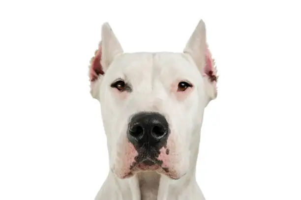 Photo of Portrait of an adorable Dogo Argentino looking curiously at the camera