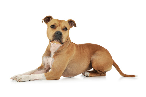 Studio shot of an adorable American Staffordshire Terrier lying and looking curiously at the camera - isolated on white background.
