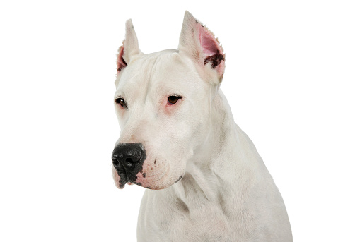 Portrait of an adorable Dogo Argentino looking down curiously - studio shot, isolated on white background.