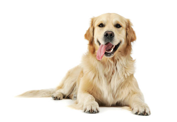 studio-aufnahme eines entzückenden golden retriever liegend mit hängender zunge - retriever golden retriever dog happiness stock-fotos und bilder