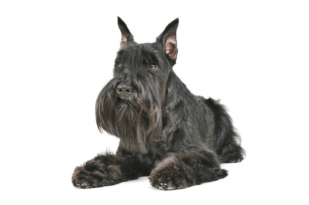 istock Studio shot of an adorable Schnauzer lying and looking curiously 1189928149
