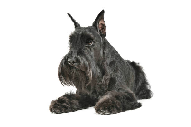 istock Studio shot of an adorable Schnauzer lying and looking curiously 1189928170