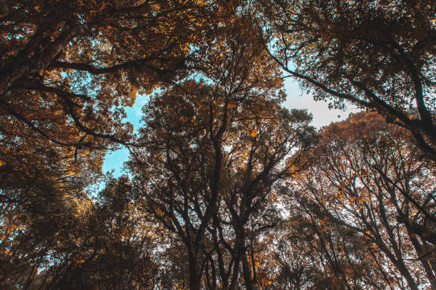 istock Trees in the park in Summer 1189929253