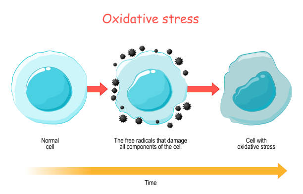 illustrations, cliparts, dessins animés et icônes de stress oxydatif. diagramme vectoriel cellule avec des radicaux libres. - rust free