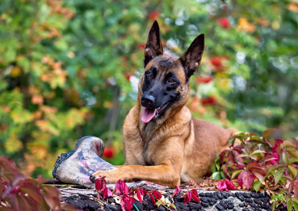 Portrait of a young belgian shepherd malinois on a background of autumn foliage and grape leaves. The dog holds a chewed rubber boot in its paws.