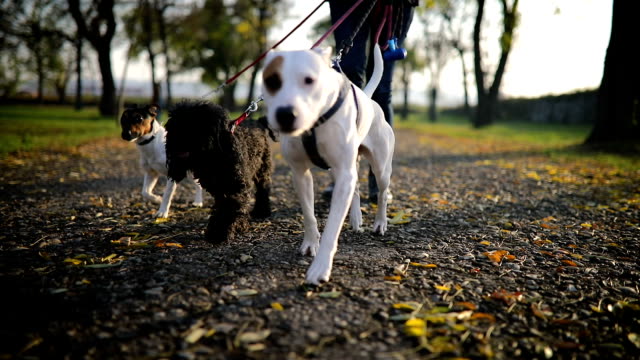 Young woman walking with three dogs in public park