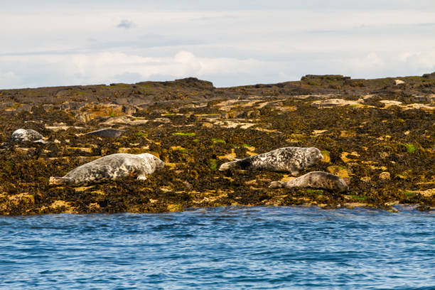 istock Seals on the shore in The Farne Islands 1189931991