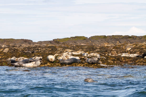 istock Seals on the shore in The Farne Islands 1189932541