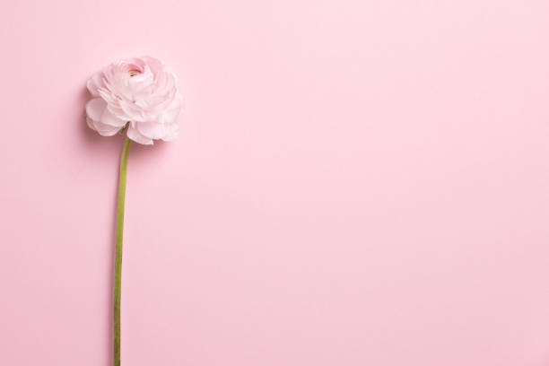 istock Flowers composition with flowers on pastel pink background. Flat lay, top view, copy space 1189934429