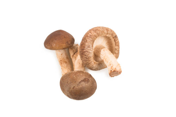istock Shitake mushroom isolated on white. 1189935641