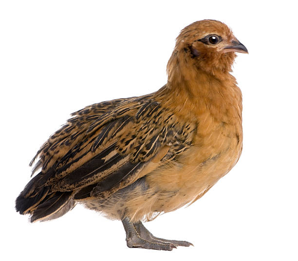 istock Profile of Chick, standing and looking away 118993588
