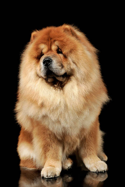 scatto in studio di un adorabile chow chow seduto e guardando curiosamente la fotocamera - beautiful looking at camera studio shot vertical foto e immagini stock