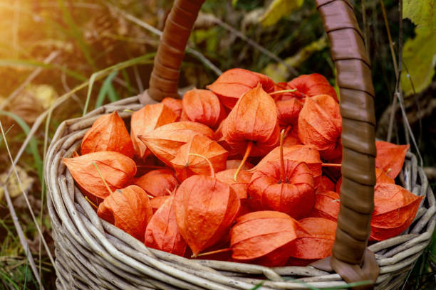 Red Chinese lantern (Physalis franchetii) fruit in the basket Red Chinese lantern (Physalis franchetii) fruit in the basket. chinese lantern lily photos stock pictures, royalty-free photos & images