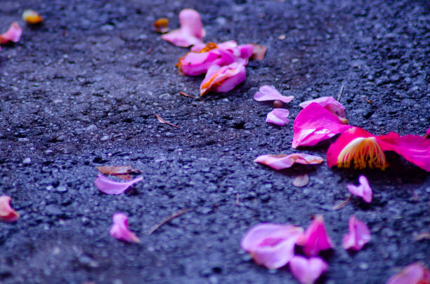 istock Petals fell in the rain 1189938900