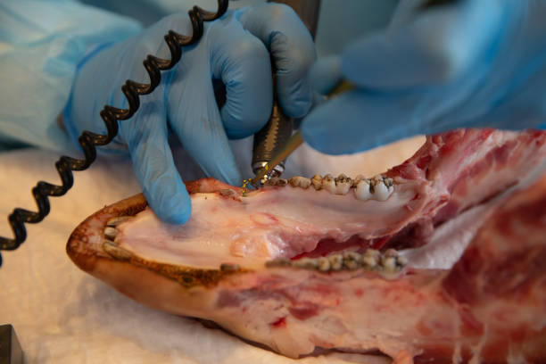 the process of training in dentistry - technician dentures prosthetic equipment workshop imagens e fotografias de stock