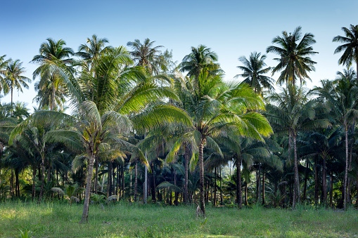 landscape coconut palm forest