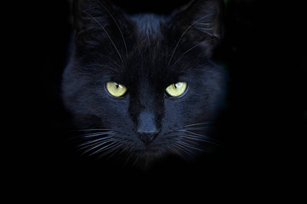 istock portrait of fluffy wild cat 1189940133