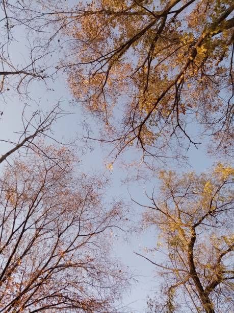 istock Trees in golden foliage. 1189940252