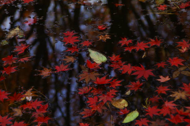 istock a stream that is turning late in autumn. 1189941325